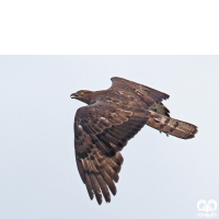 گونه سارگپه جنگلی European Honey Buzzard